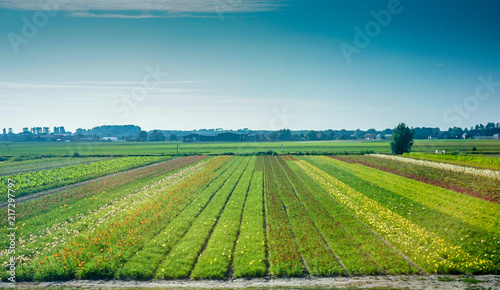 Netherlands, South Holland, a large green field with trees in the background