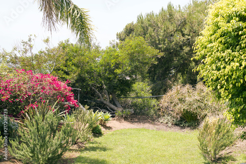 A view of a beautiful garden with plants, trees, grass and palm trees