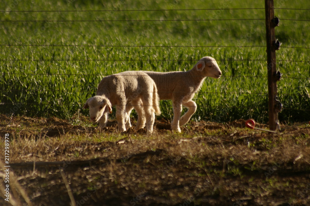 cute young lambs with their mother feeding on green grass fields on a farm in Rural New South Wales, Australia cute young lambs with their mother feeding on green grass fields on a farm in Rural New South Wales, Australia