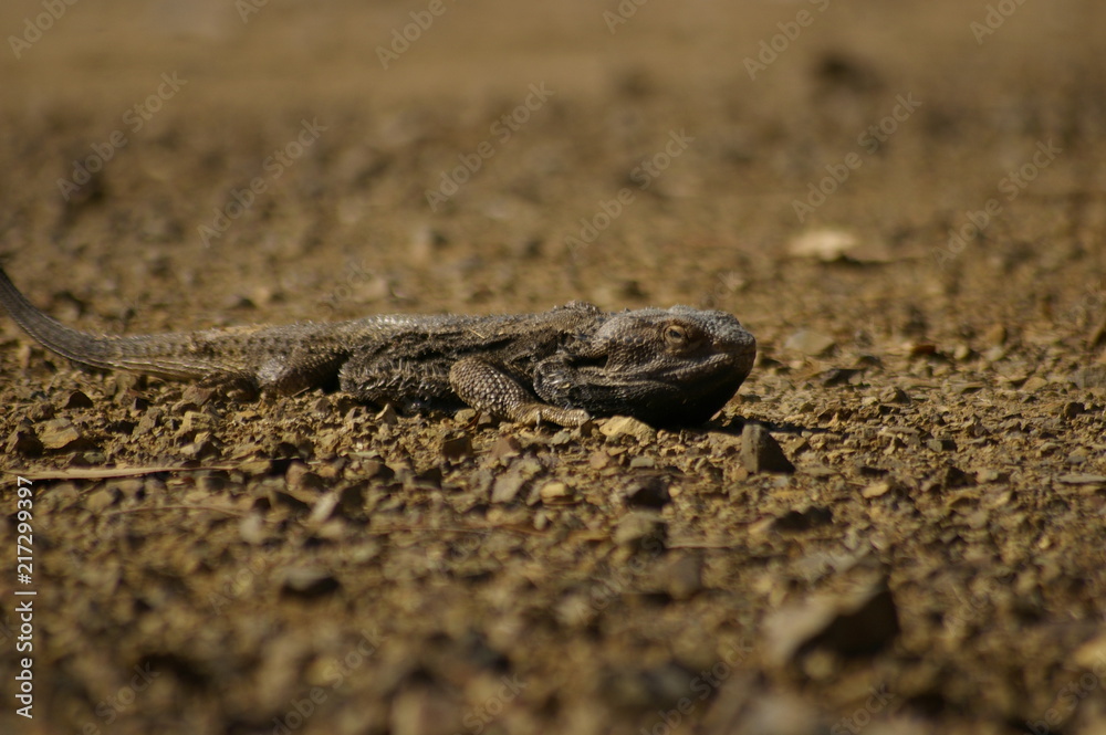 Wild Bearded Dragon lizard sunning on a dirt road in rural New South Wales, Australia Wild Bearded Dragon lizard sunning on a dirt road in rural New South Wales, Australia