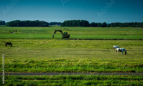 Netherlands, South Holland, a herd of cattle grazing on a lush green field