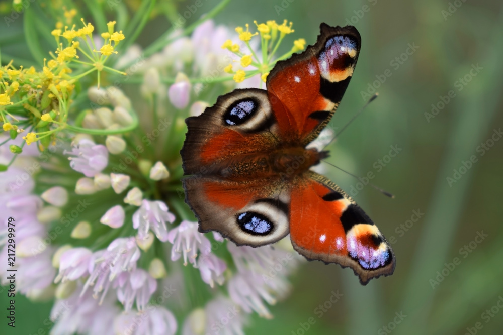 European peacock butterfly on Altaic onion in the garden on a sunny day