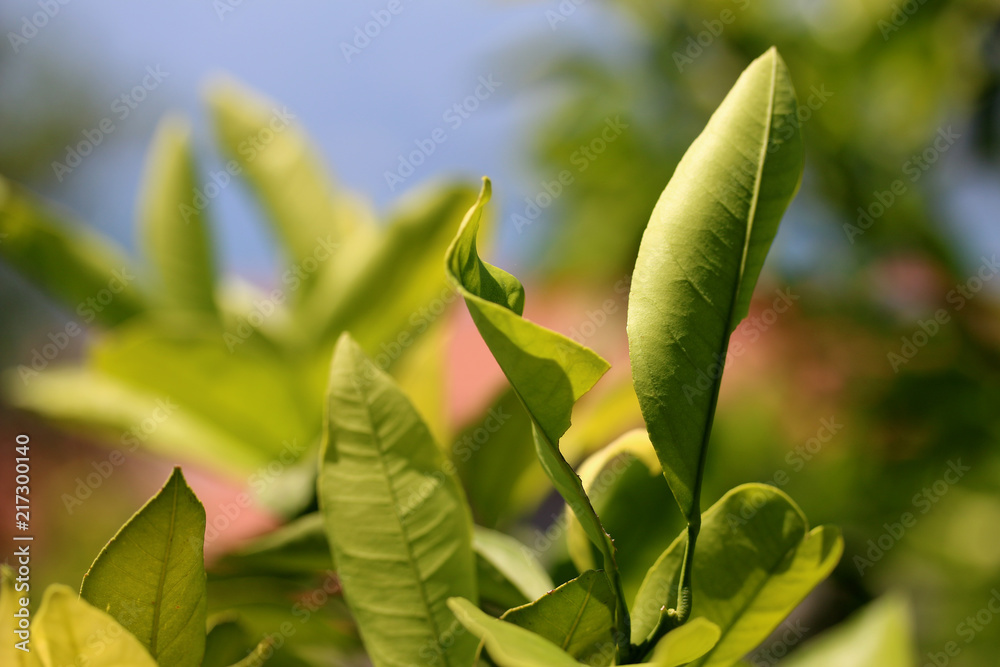 Obraz premium Fig leaves