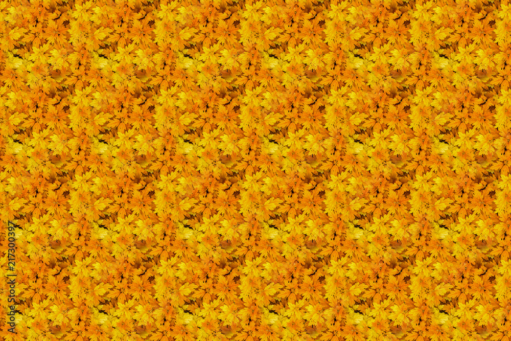 Autumn yellow orange pattern from the leaves of chrysanthemum