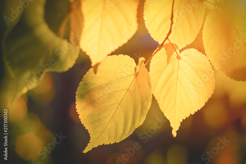 Yellow autumn aspen leaves on a branch before sunset
