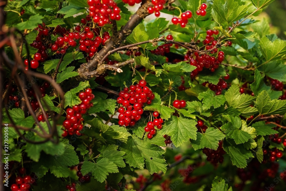 Red currant Bush with berries.