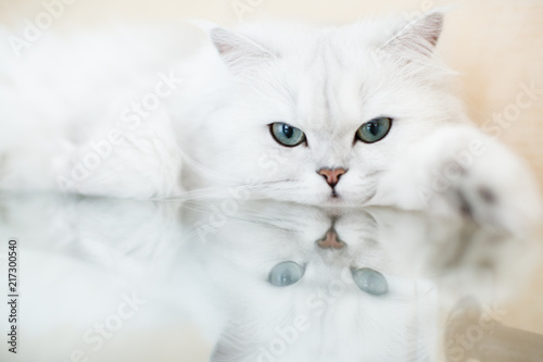 A cute cat breeds a British chinchilla. A cute fluffy pet is lying on a glass table. Reflection of the cat in the glass.