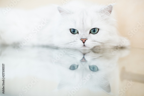 A cute cat breeds a British chinchilla. A cute fluffy pet is lying on a glass table. Reflection of the cat in the glass. photo