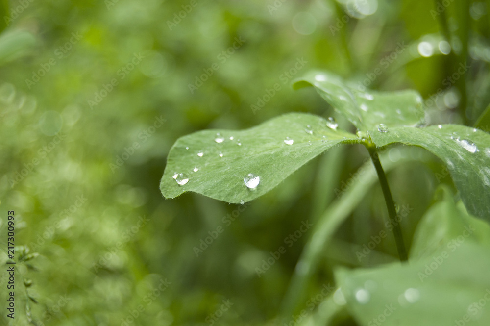 White clover washed with dew, green grass, garden White clover washed with dew, green grass, garden