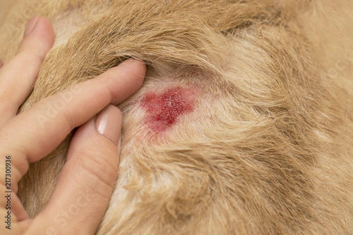 An open dermatologic wound in the dog.