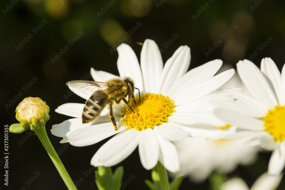 natura, pszczoła, kwiat, miód, zbierać , wiosna, lato, zbierać natura, pszczoła, kwiat, miód, zbierać , wiosna, lato, zbierać