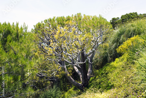 Trees, plants and palms and an ocean in Malibu, California photo