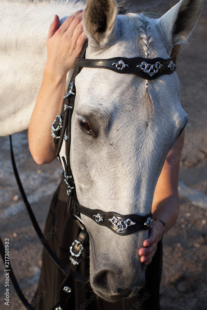 Animals. Horse. The face of a beautiful white horse in a bridle