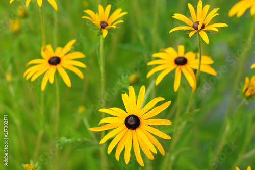 Rudbeckia fulgida  the orange coneflowers or perennial coneflowers