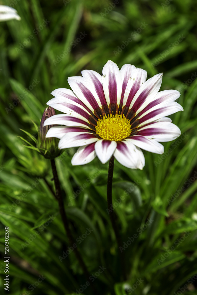 Obraz premium Variegated Daisy