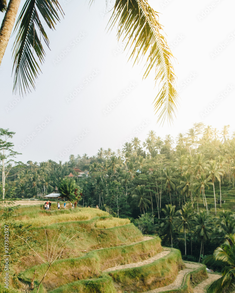 Fototapeta premium Bali rice terraces at sunset