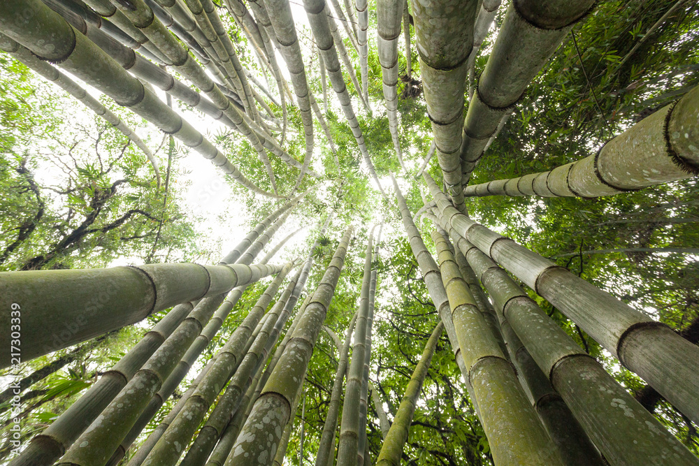 Fototapeta Tło świeży i zielony bambusowy las
