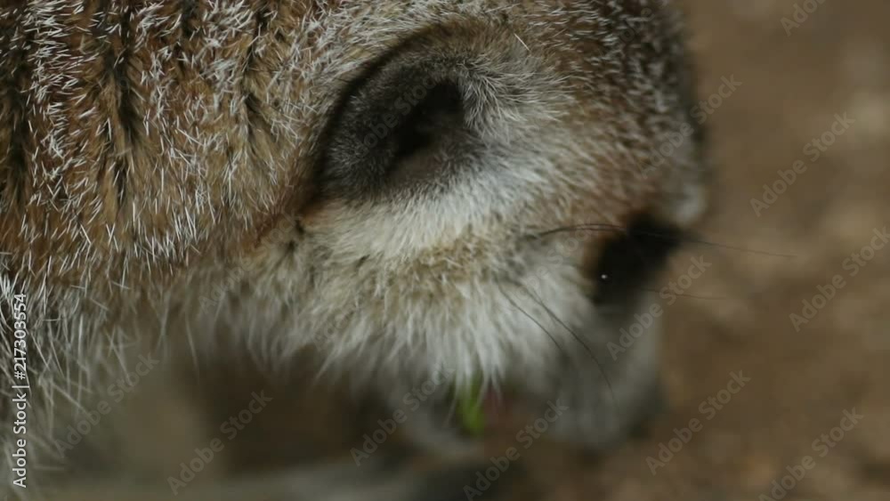 Close up slow motion clip of a meerkat eating then turning towards camera Close up slow motion clip of a meerkat eating then turning towards camera