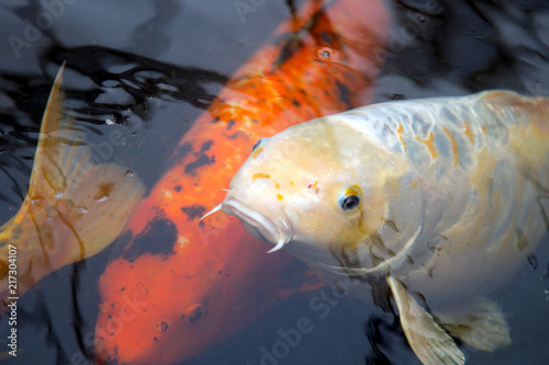 Koi im Teich photo