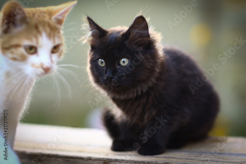 tom country male cat on wooden log house porch photo