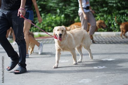 Golden retriever dog walking side by side with his owner