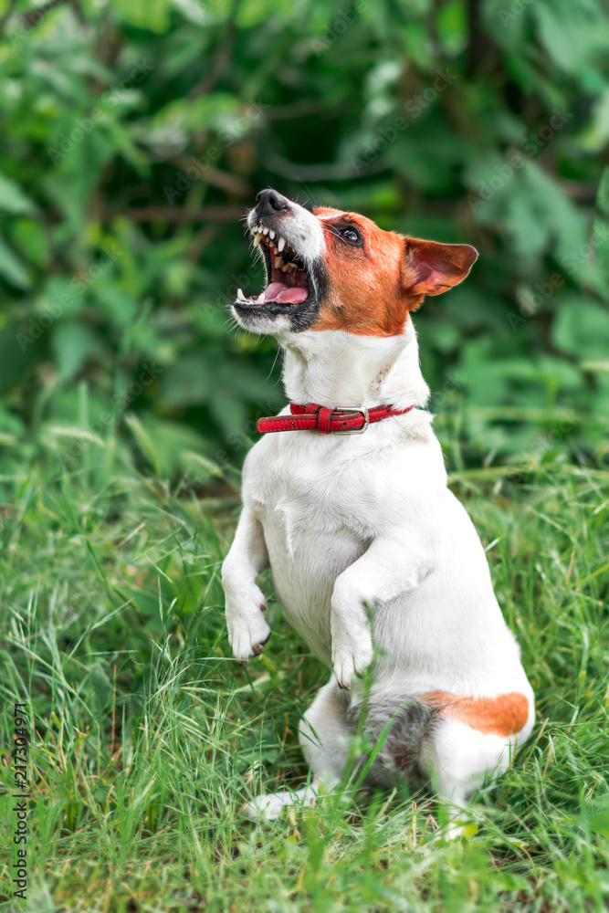 Portrait of barking small white and red dog jack russel terrier standing on its hind paws and looking up outside on green grass blurred background