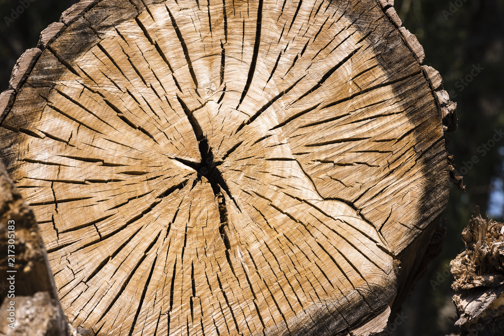 Baumstamm geschnitten mit schöner Holzmaserung und Jahresringen als Hintergrund