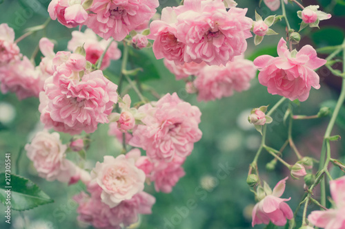 Fototapeta Naklejka Na Ścianę i Meble -  Pale pink roses close up in the garden
