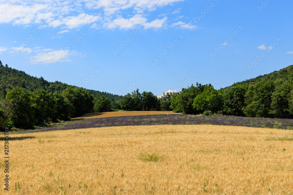 Lavanda Provence Landscape