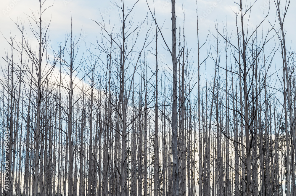 Burnt and dead eucalyptus trees on a hillside above Marysville. Burnt and dead eucalyptus trees on a hillside above Marysville.
