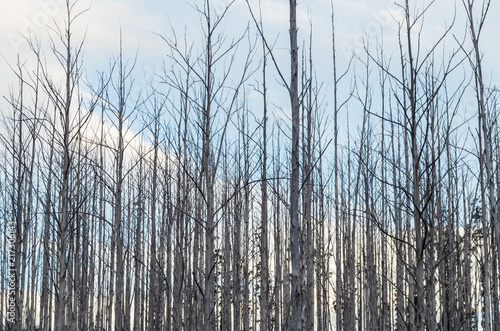 Burnt and dead eucalyptus trees on a hillside above Marysville. photo
