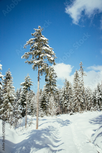 Wallpaper Mural Verschneite Winterlandschaft in den Bergen, schneebedeckte Bäume  Torontodigital.ca