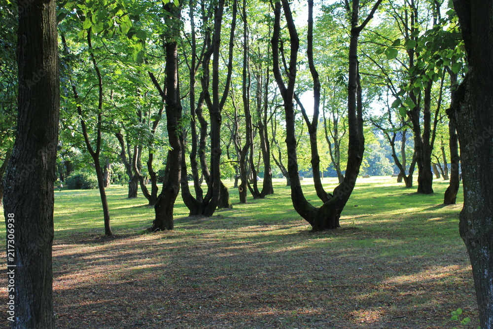 Obraz premium Minsk. Belarus. A wonderful landscape in Losšice.