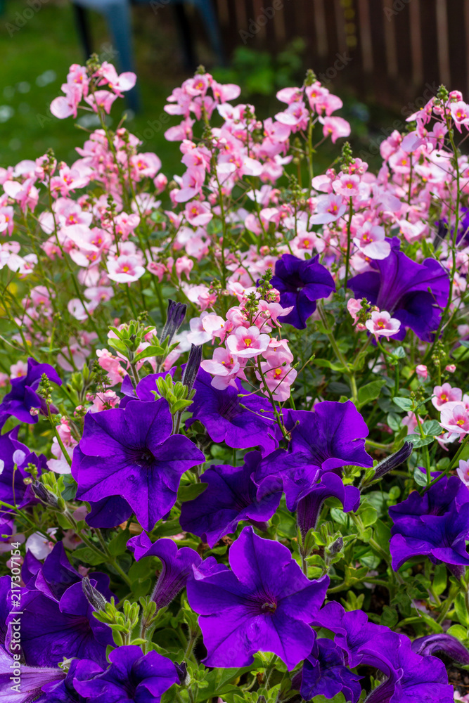 Beautiful Summer flowers in the big flowerpot, violet petunias, pale pink nemesies. Beautiful Summer flowers in the big flowerpot, violet petunias, pale pink nemesies.