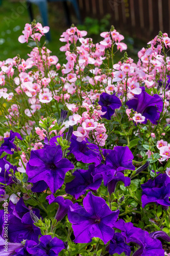 Beautiful Summer flowers in the big flowerpot, violet petunias, pale pink nemesies. © JulietPhotography