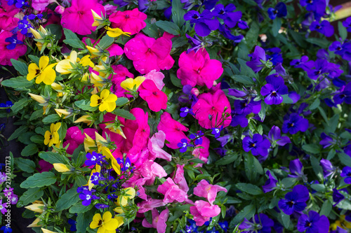 Blue lobelia, violet petunia and pink busy lizzy, floral background