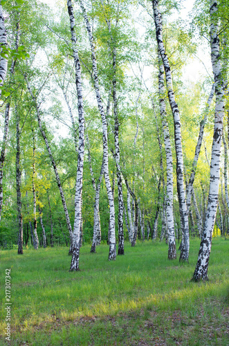 Birch grove in spring, green foliage, vertical composition