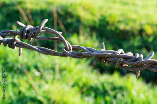 Cow hair wrapped around barbs on a wire farm fence. photo