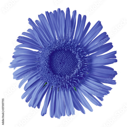 sapphire wild flower isolated on white background. Flower bud close up.  Element of design.