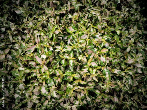 Wallpaper Mural The P.kewense Leaves Growing Torontodigital.ca