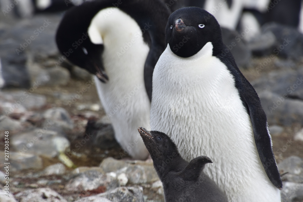 Obraz premium Penguins in Antarctica