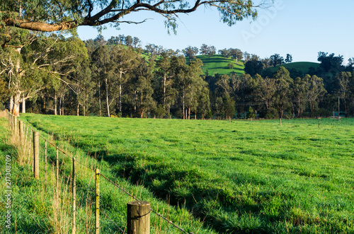 Lush green meadow of a farm outside Marysville in Australia. photo