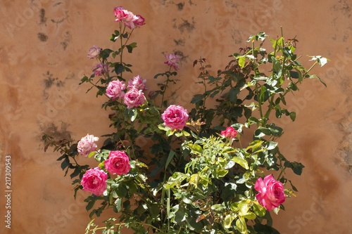 Rose Flowers Rosen Sommerblumen