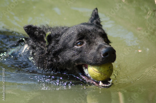 Croatian sheepdog in the game
