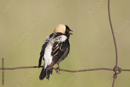 Male Bobolink, Dolichonyx oryzivorus, on a fence photo