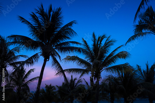 Silhouetted Palms at Dusk