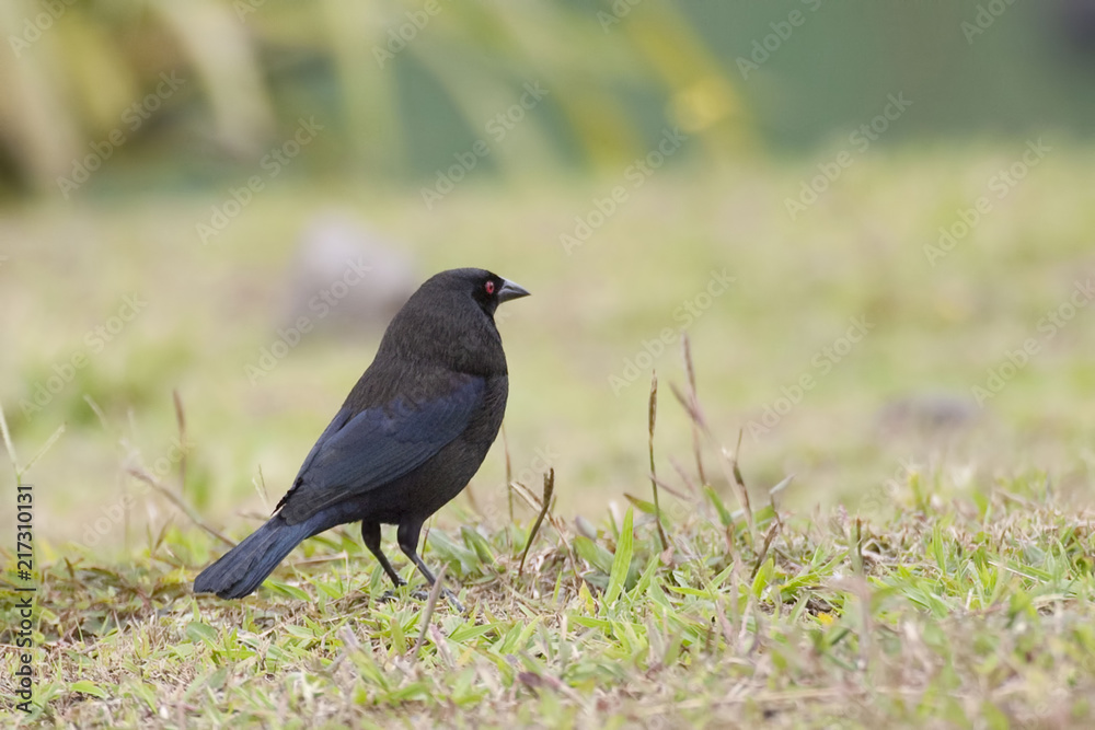 Obraz premium Giant Cowbird, Molothrus oryzivorus in Costa Rica