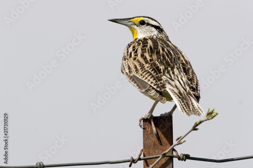 Eastern Meadowlark, Sturnella magna, on a fence photo