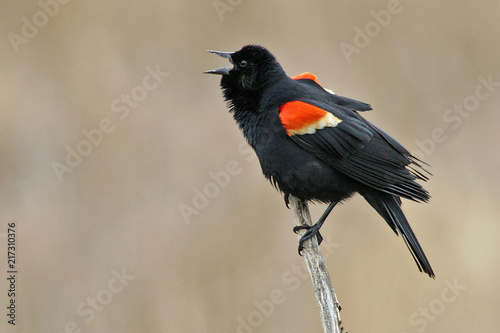 Displaying male Red Winged Blackbird, Agelaius phoeniceus photo