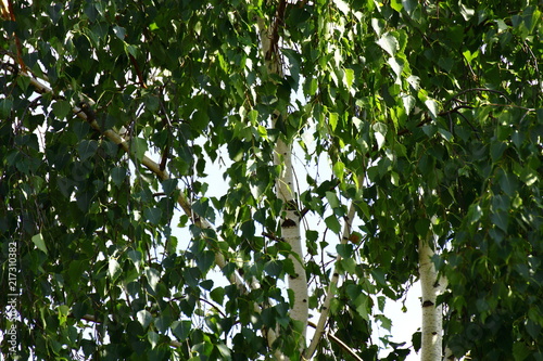 Birch in summer is very hot and very sunny.
